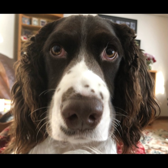 Meet your Posher, Lester - Picture 1 of 1